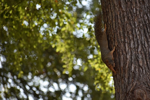 役飞行员曼 役飞行员曼